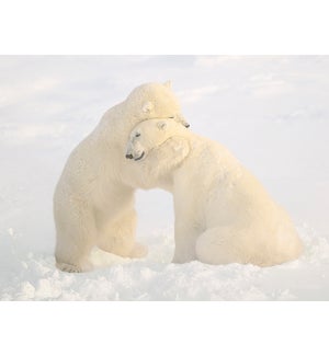 EDB/Polar bears on snow