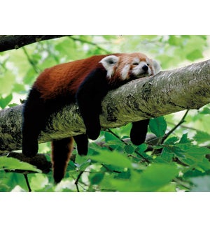 EN/Red Panda Lounging On Tree