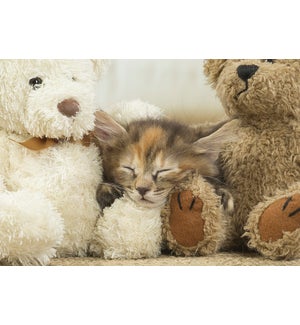 EN/Kitten sleeps teddy bear