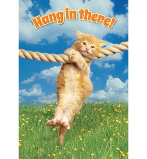 EN/Yellow cat hanging on rope