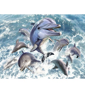 ED/Group of dolphins