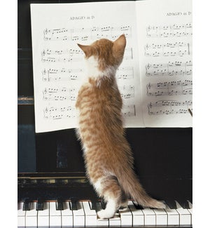 ED/Cat reading sheet music