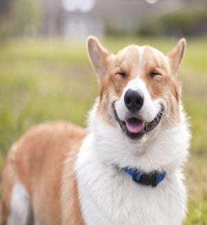ED/Tan and white dog smiling