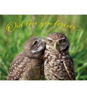 RO/Owls Kissing
