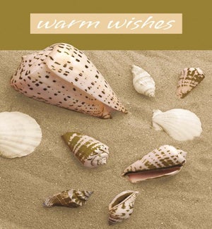 BD/Shells (GL)