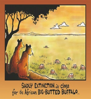 BD/Big Butted Buffalo