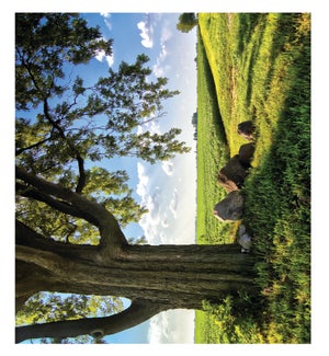 SY/Countryside Sympathy