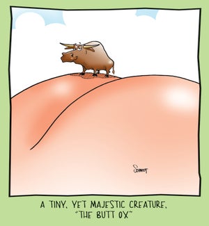 BD/A Butt Ox