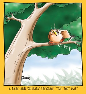 BD/Toot Owl