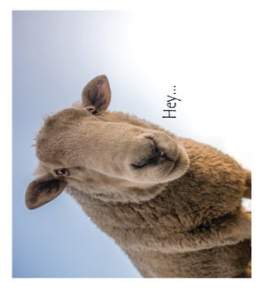 TH/Ewe Okay?