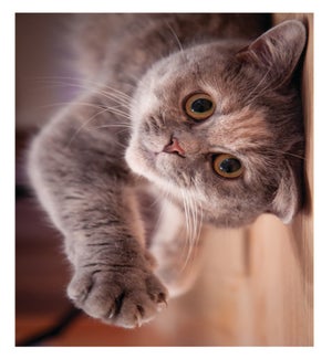 EN/Things Are Looking Up Cat