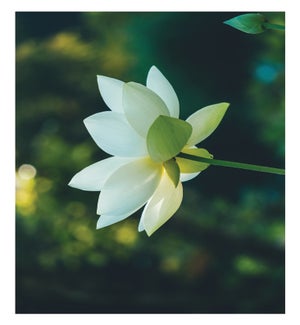 SY/Lily Flower Sympathy