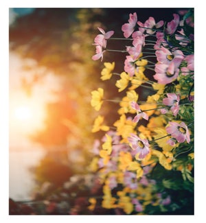 SY/Wild Flower Sympathy