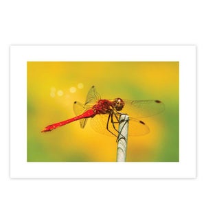 BL/Dragonfly