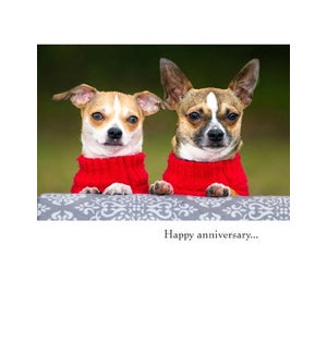 AN/Dogs in Sweaters