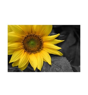 BL/Sunflower