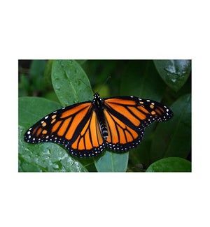 BL/Monarch Butterfly