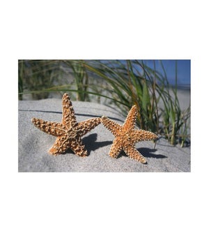 BL/Starfish