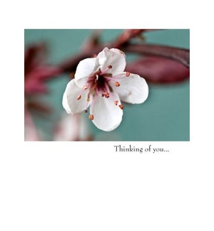 TH/Thinking of you