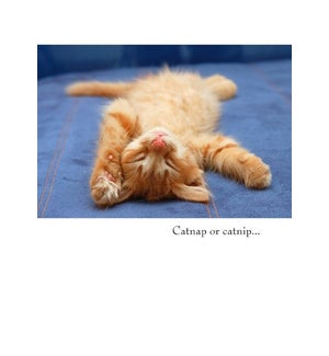 GW/Catnap or Catnip...
