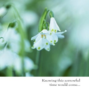 SY/Wilting White Flowers