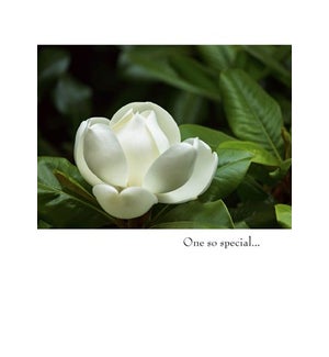 SY/White Flower