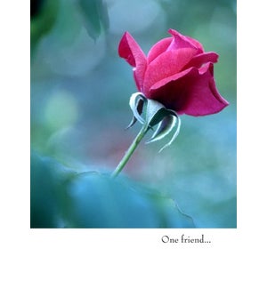 FR/Red Rose