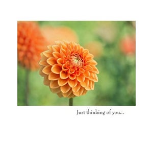 TH/Just thinking of you…
