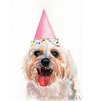 BD/Dog In Birthday Hat