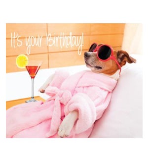 BD/Pampered Pooch