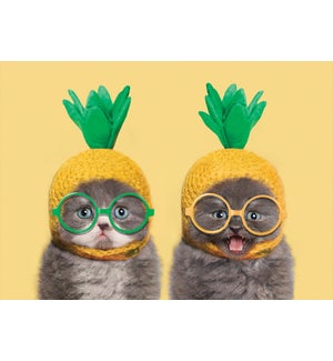 FR/Pineapple Cats