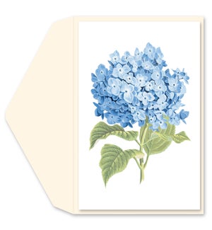 BL/Blue Hydrangea