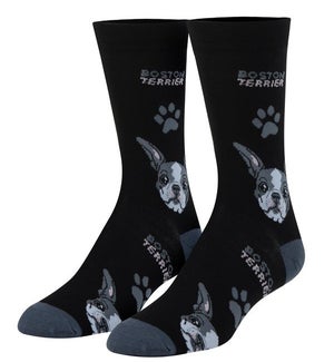 SOCKS/Boston Terrier