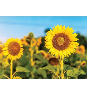 BL/Blank Sunflower