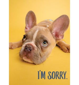 AP/Sorry Pup