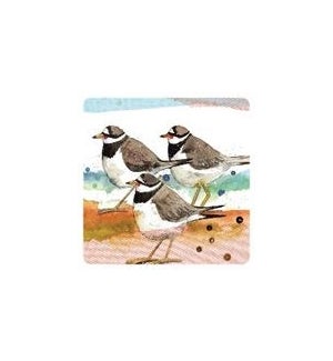 COASTER/Ringed Plovers