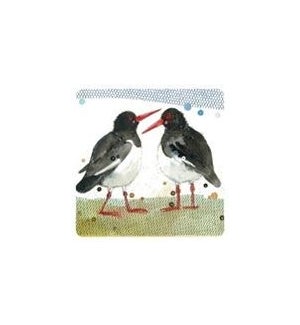 COASTER/Oyster Catchers