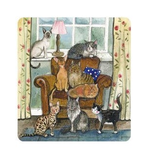 COASTER/Cat House