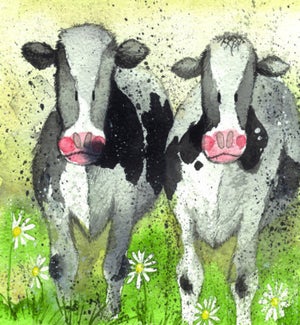 COASTER/Curious Cows