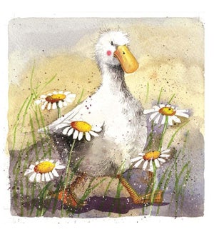 MAG/Duck In The Daisies