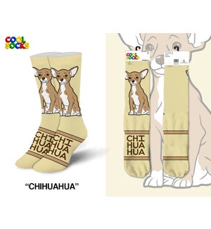SOCKS/Chihuahua