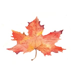 ED/Welcome Home Maple Leaf