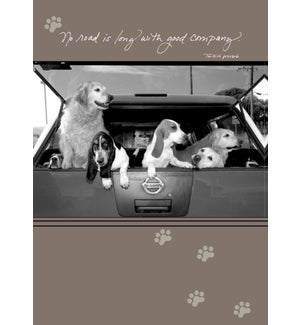 BD/Six dogs hanging out of car