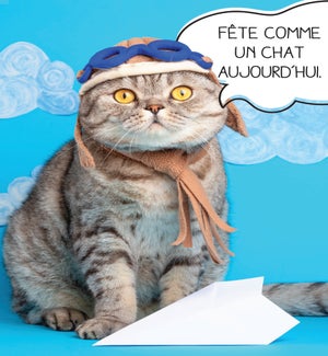 BDFR/Fête comme un chat
