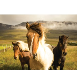 BD/Horses On Plains
