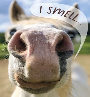 BD/Smelling Horse