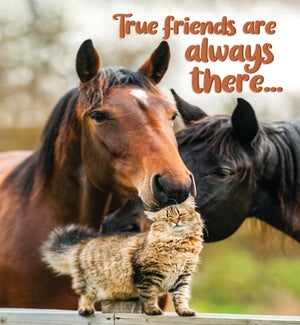 FR/Horses Cat Friends