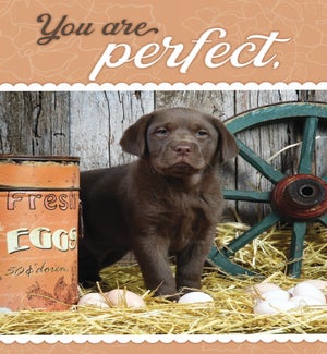 ED/Pup with Eggs