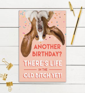 BD/Old Bitch