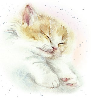 ENC/Softest Slumber